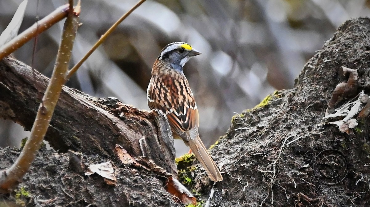 White-throated Sparrow - Raymond Paris