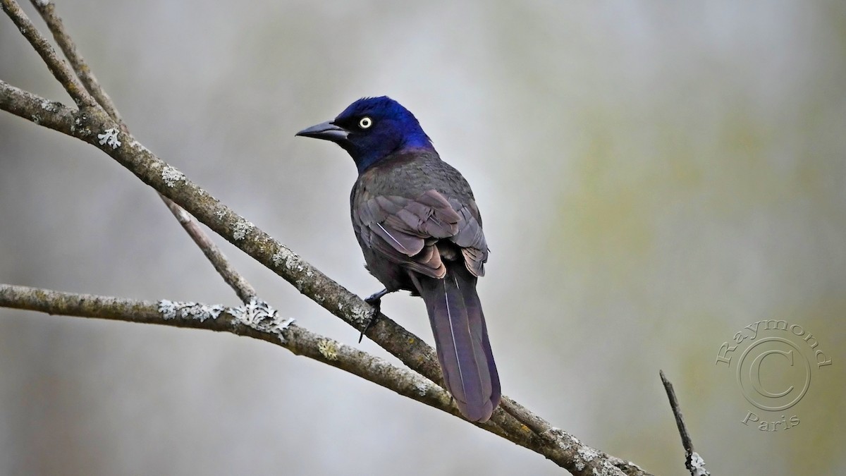 Common Grackle - Raymond Paris