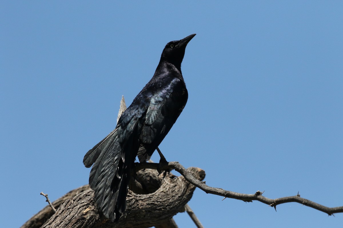 Great-tailed Grackle - ML618288550