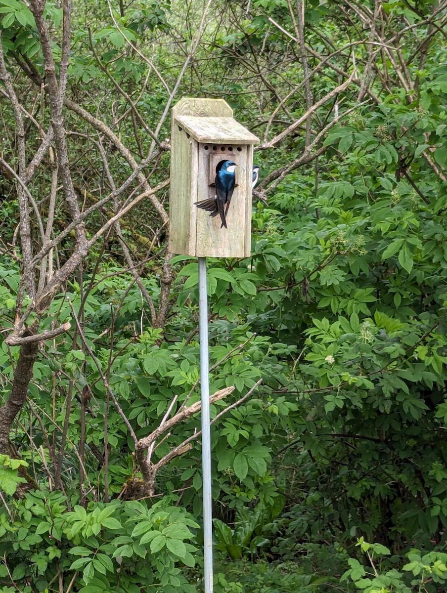 Tree Swallow - Rick Machin