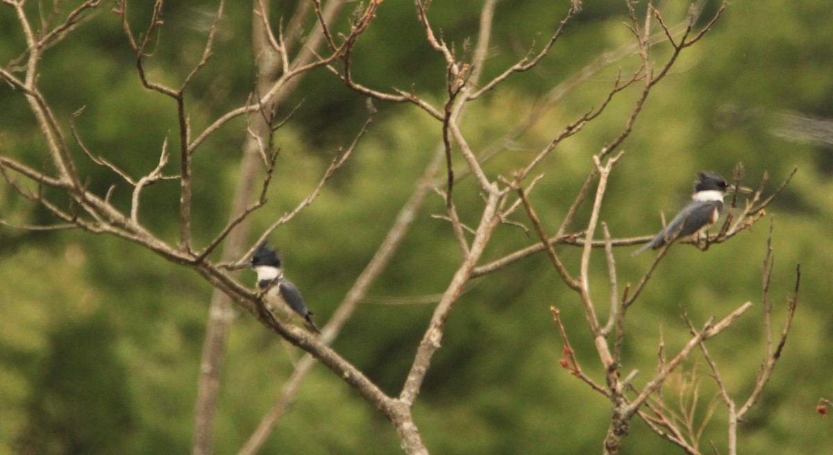 Belted Kingfisher - Kari Dietlin