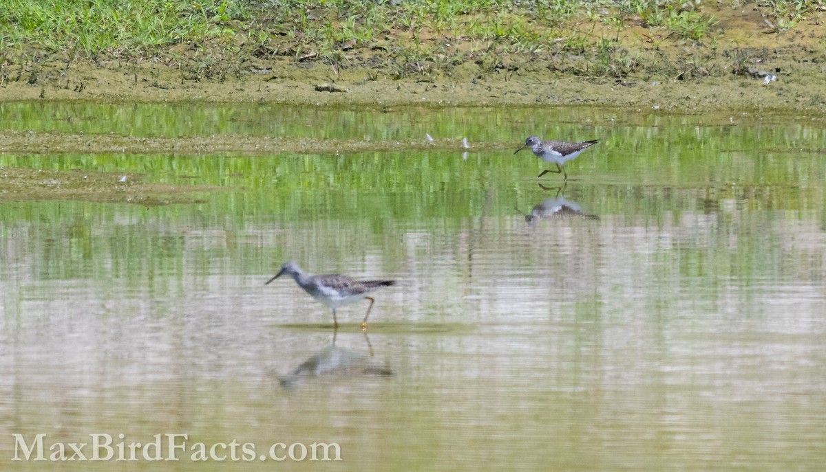 Solitary Sandpiper - Maxfield Weakley