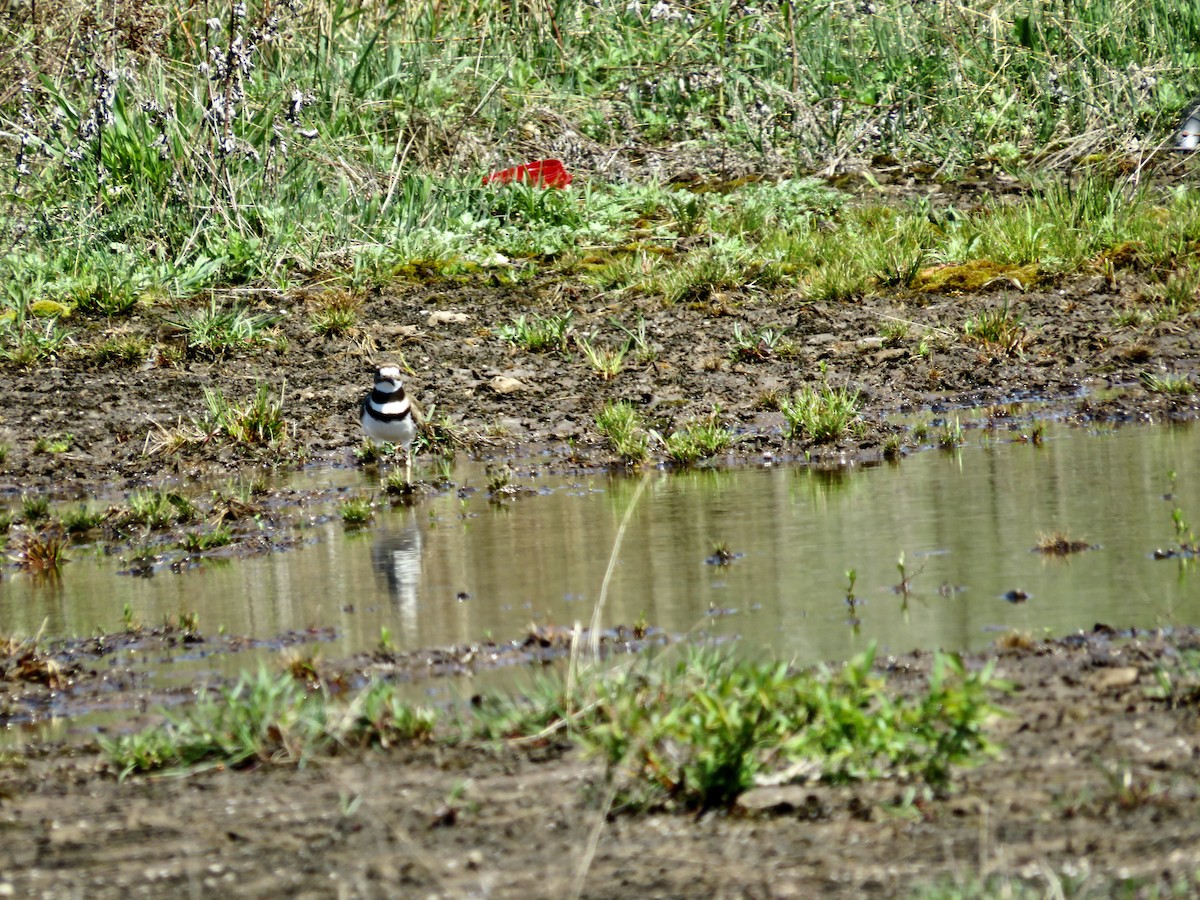 Killdeer - scott baldinger