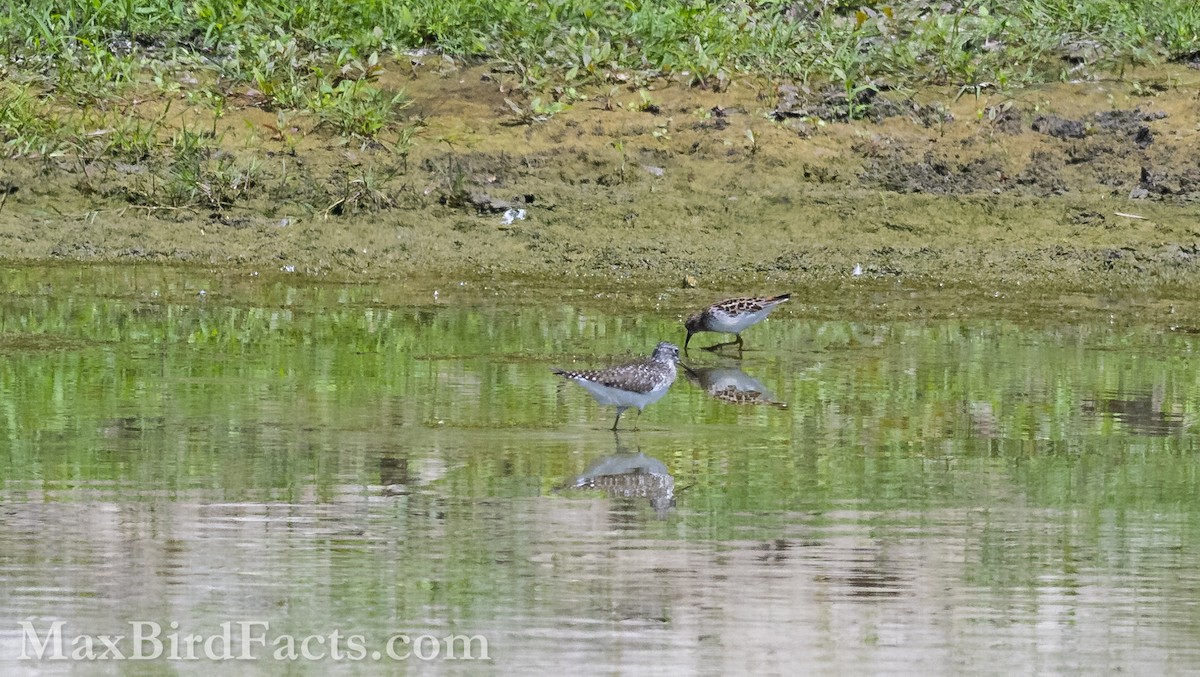 Pectoral Sandpiper - Maxfield Weakley