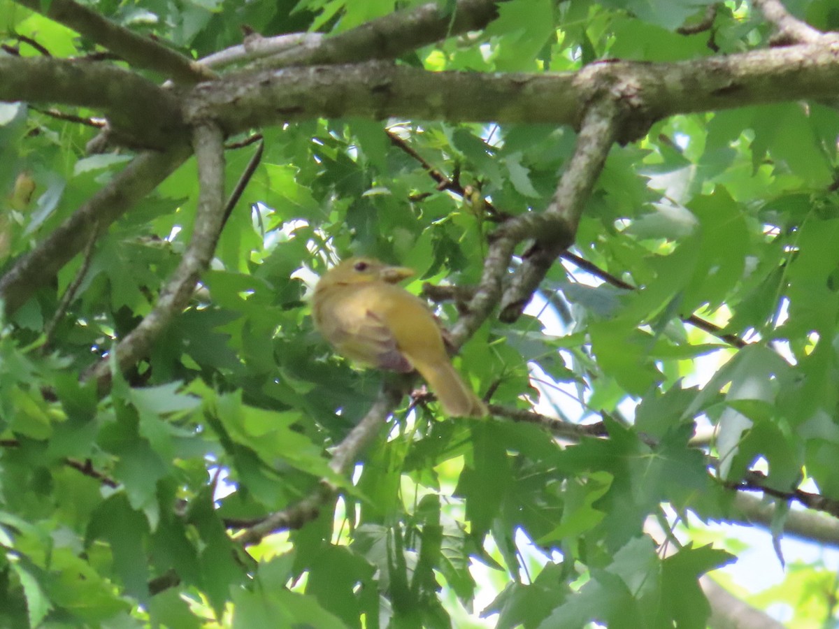 Summer Tanager - aerin tedesco