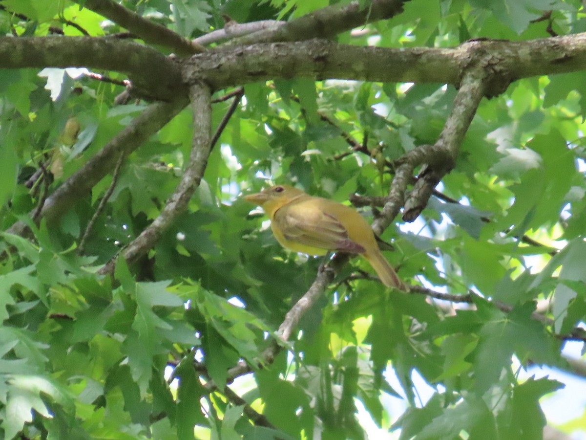 Summer Tanager - aerin tedesco