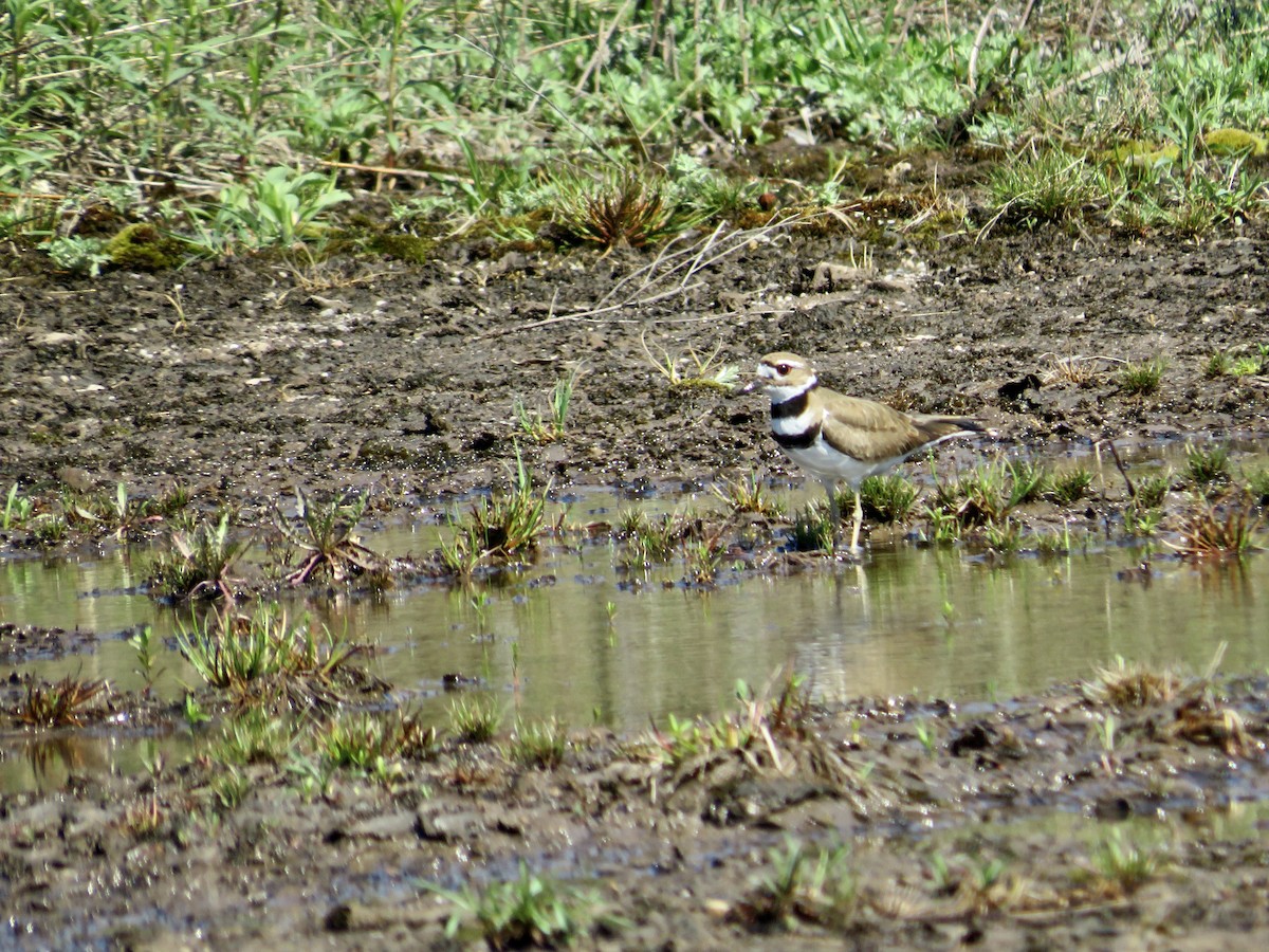 Killdeer - scott baldinger