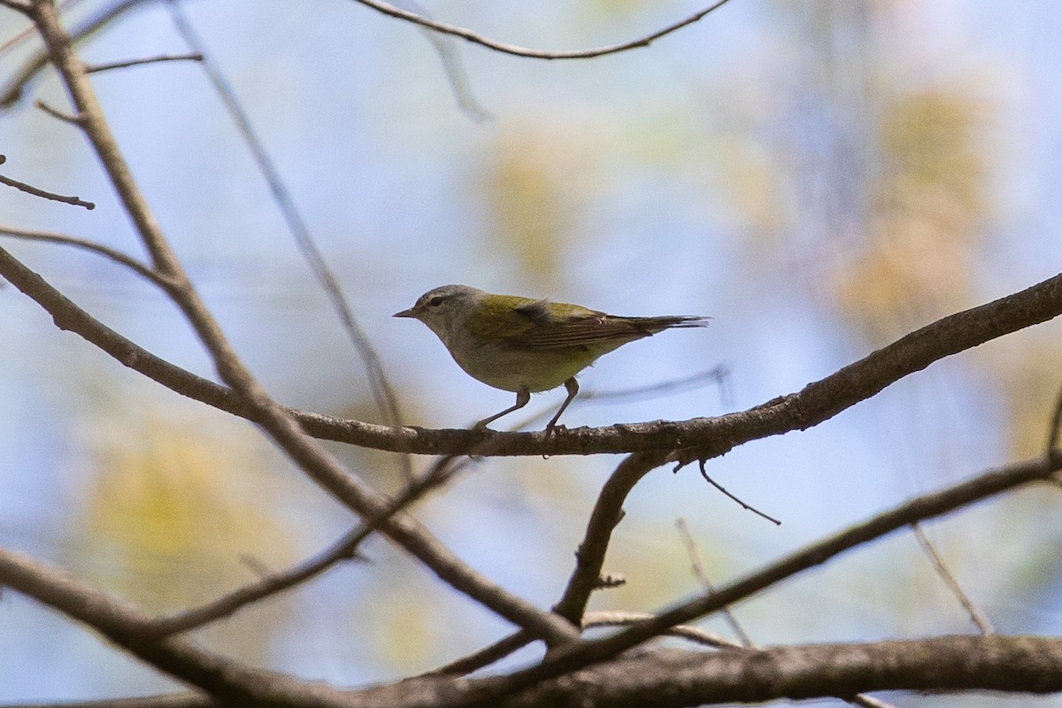 Tennessee Warbler - Mark Messersmith