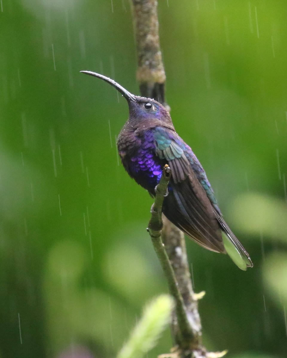 Violet Sabrewing - David Rupp