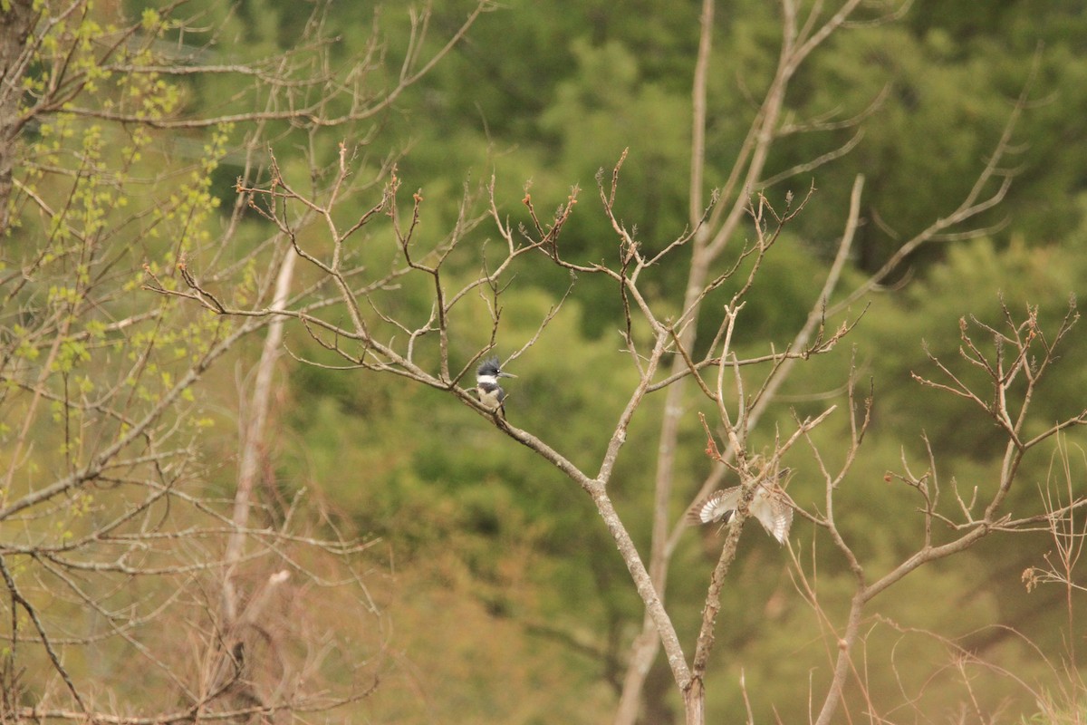 Belted Kingfisher - Kari Dietlin