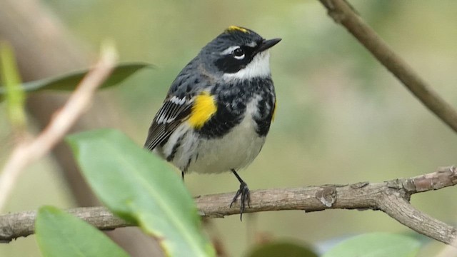 Yellow-rumped Warbler - ML618288660