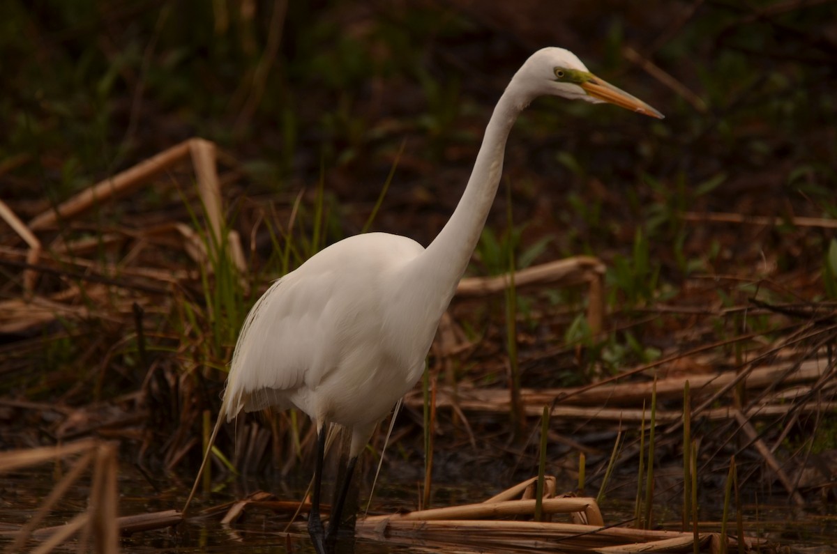 Great Egret - Richard Garrigus