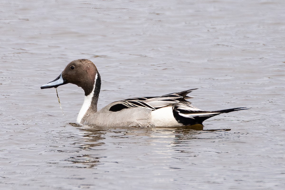 Northern Pintail - Shori Velles