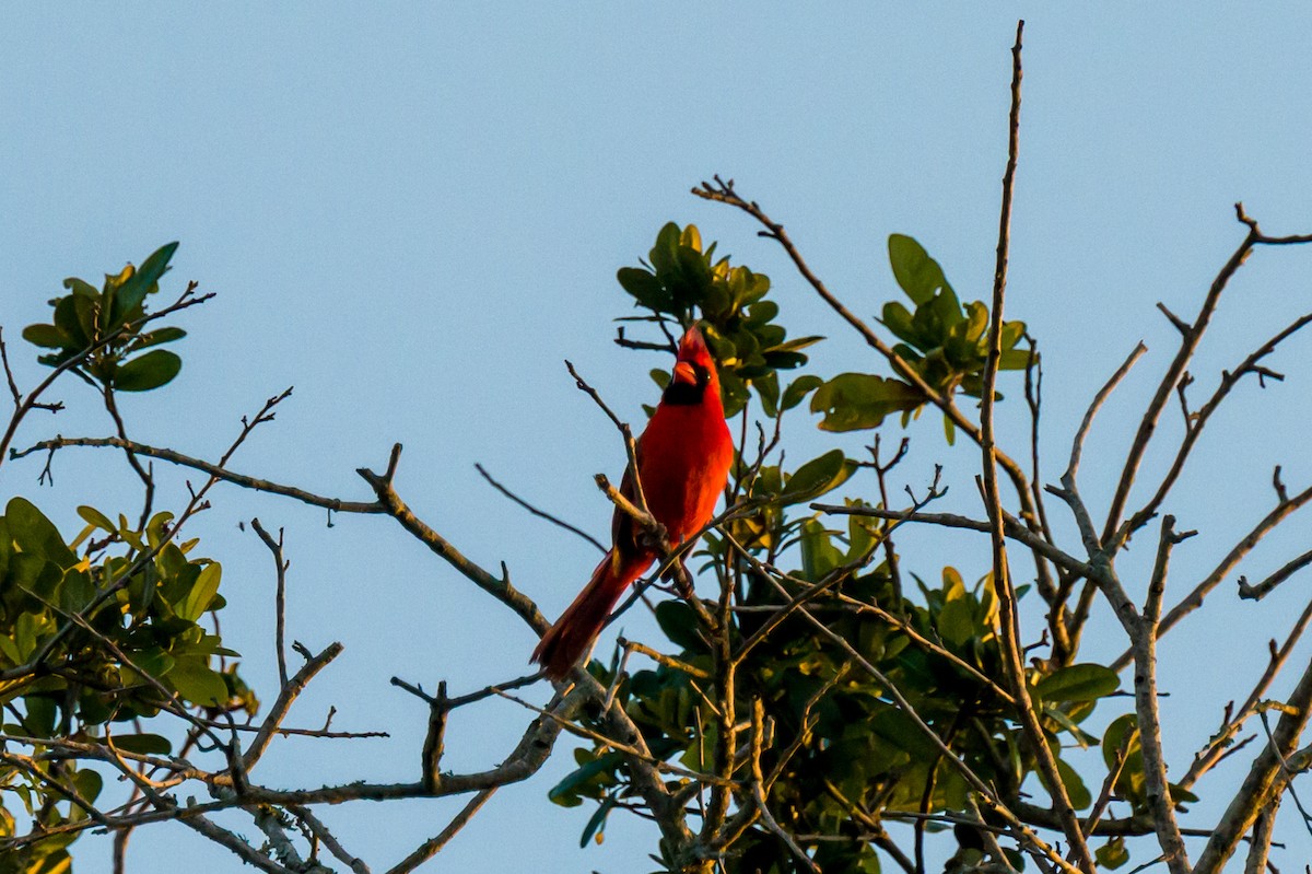 Northern Cardinal - Steve Burkholder