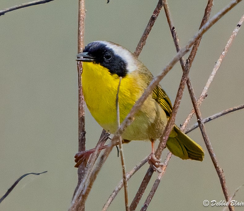 Common Yellowthroat - Debbie Blair