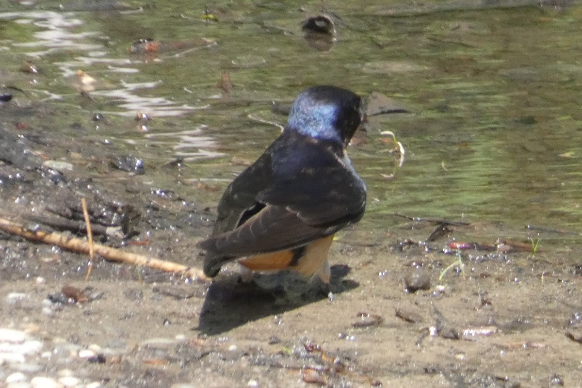 Barn Swallow - Anonymous