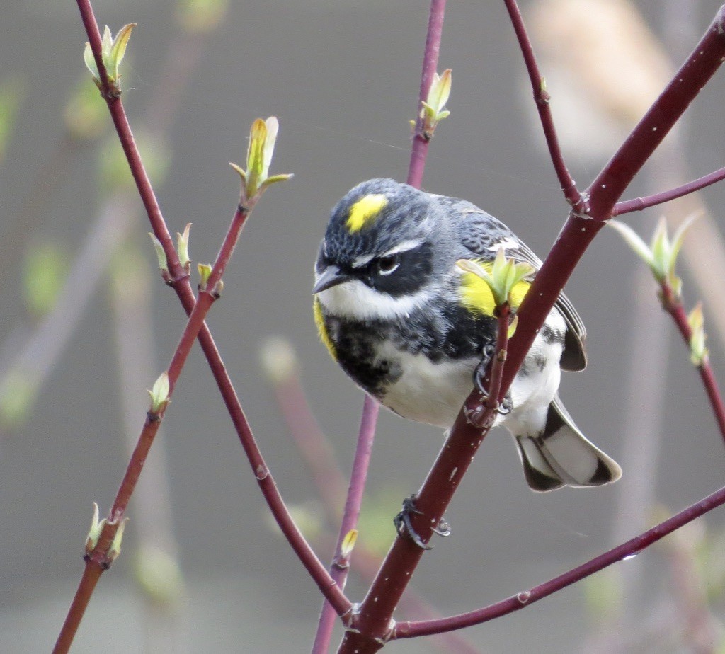 lesňáček žlutoskvrnný (ssp. coronata) - ML618288751