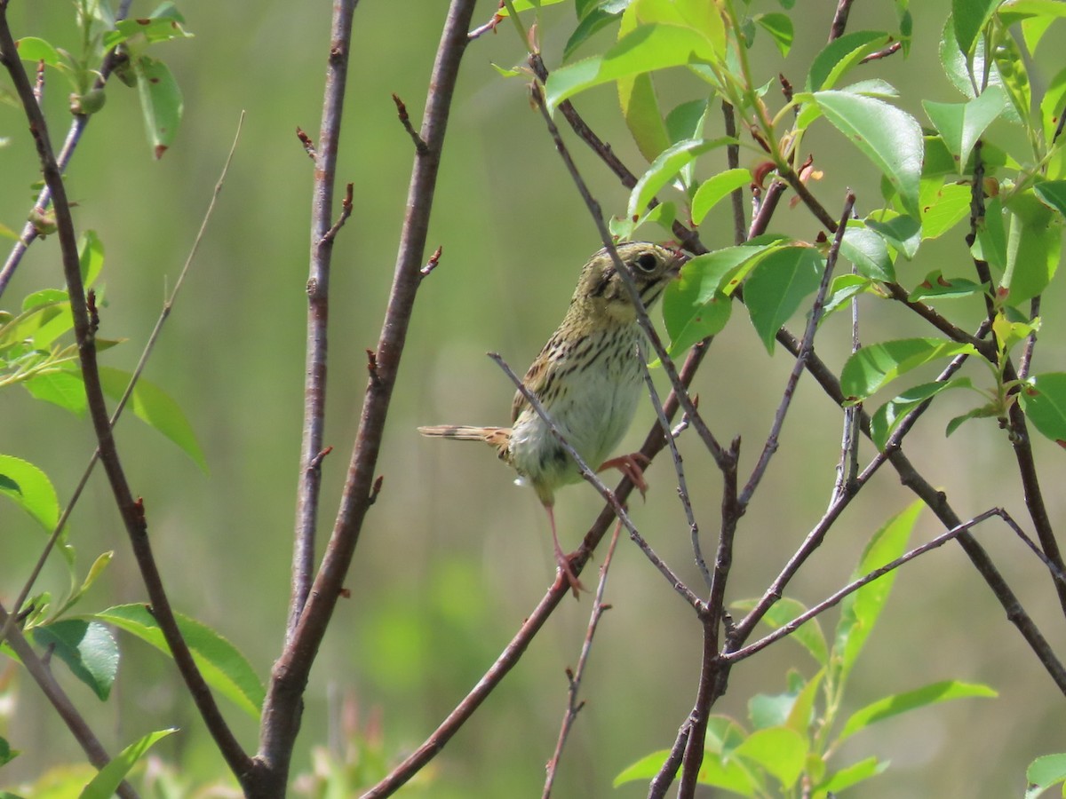 Henslow's Sparrow - ML618288758