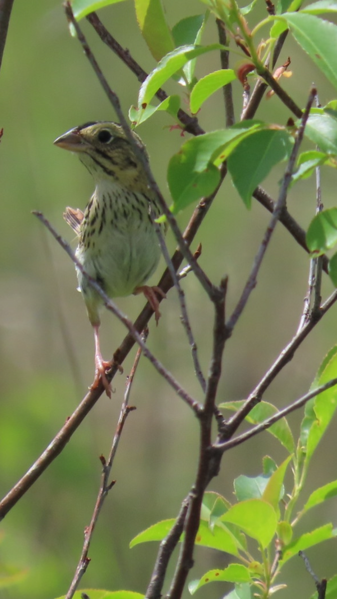 Henslow's Sparrow - ML618288759