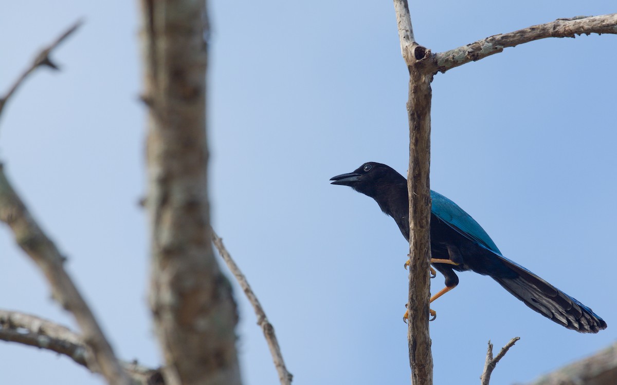 Yucatan Jay - ML618288770