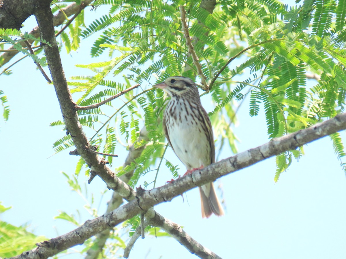 Rose-breasted Grosbeak - Alan Morris