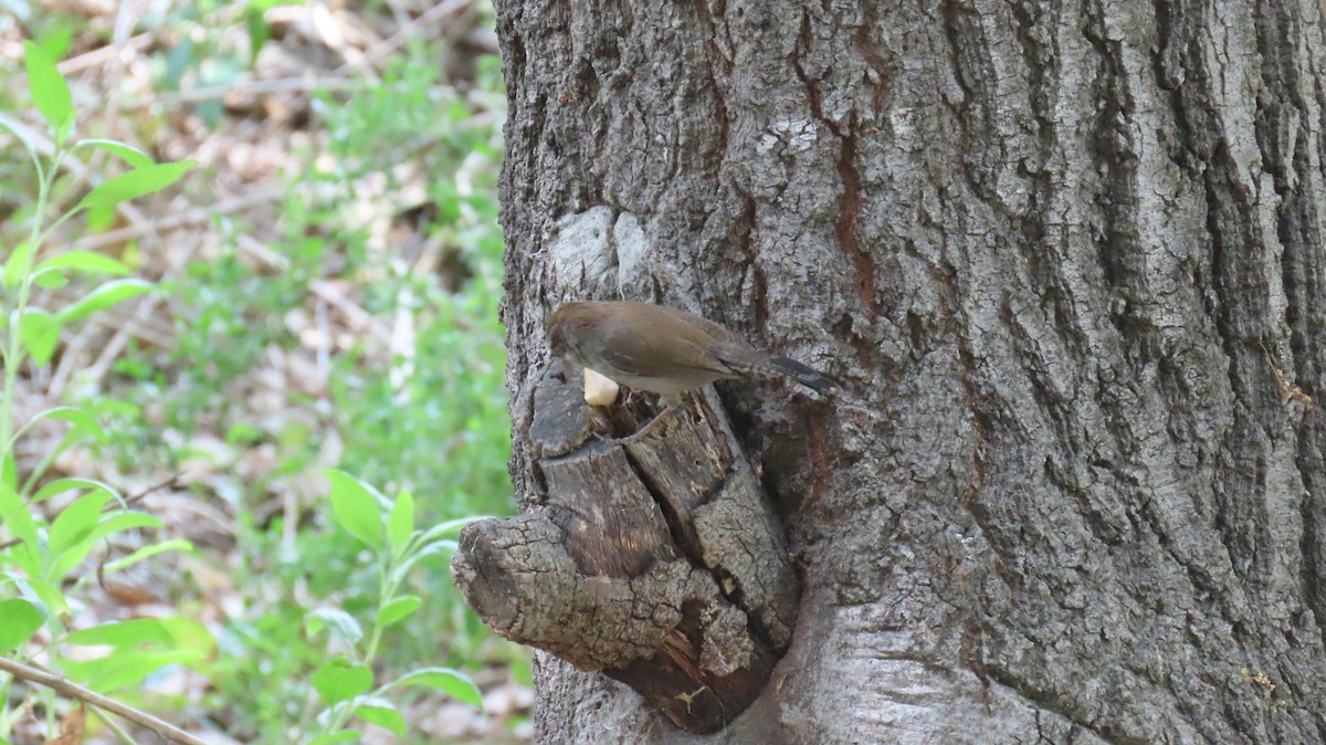 Bewick's Wren - Brian Nothhelfer