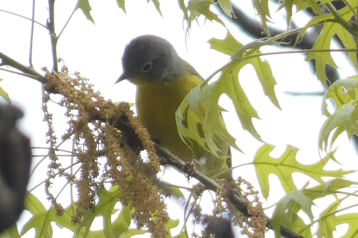 Nashville Warbler - Anonymous