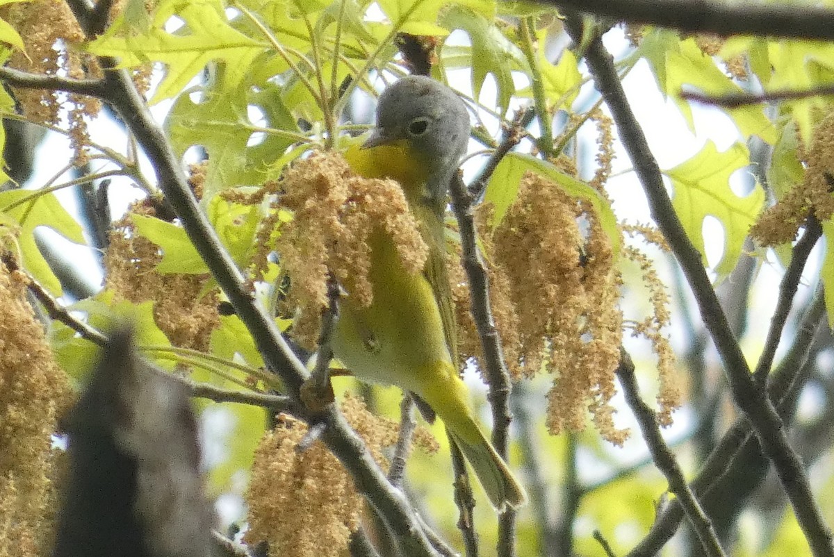 Nashville Warbler - Anonymous