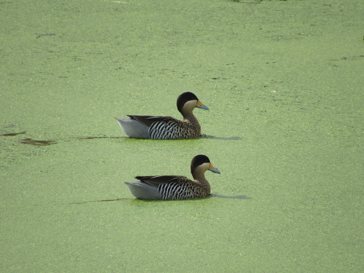 Silver Teal - Ricardo Lau