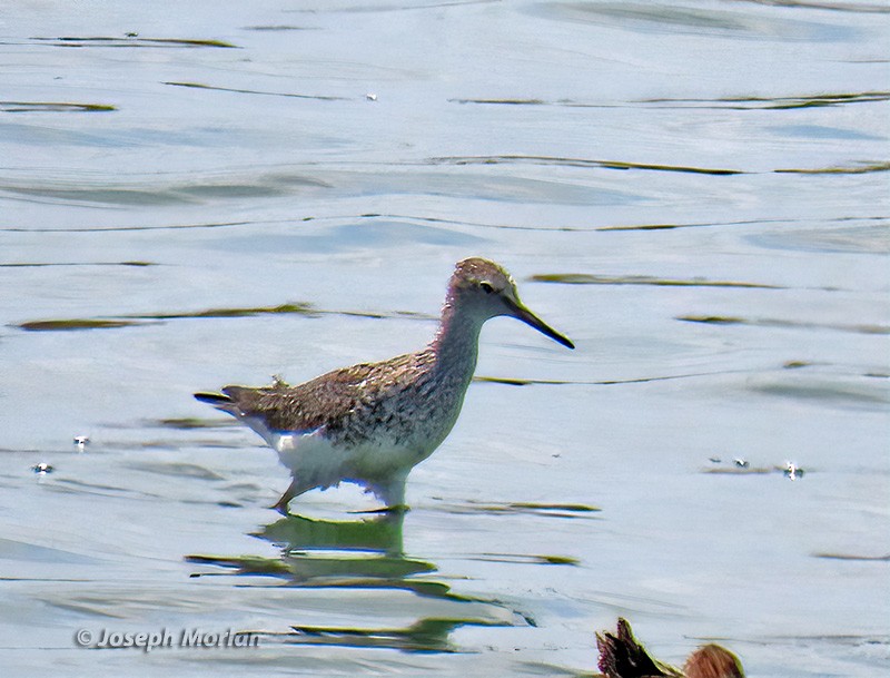 Lesser Yellowlegs - ML618288819