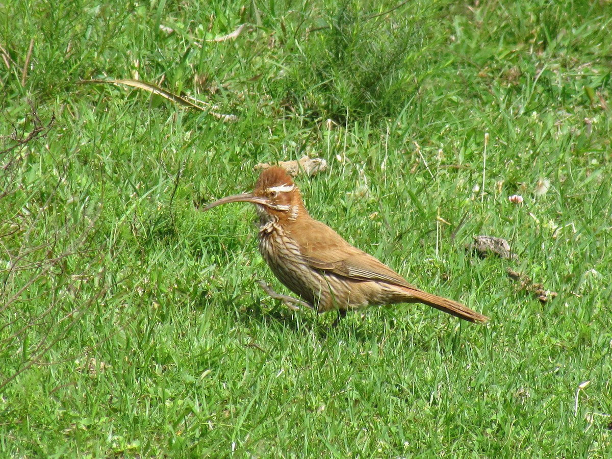 Scimitar-billed Woodcreeper - ML618288827