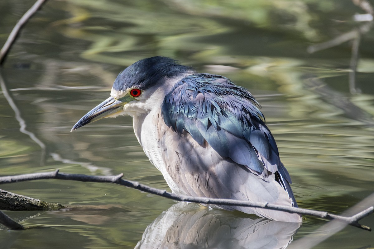 Black-crowned Night Heron - Adam Wilson