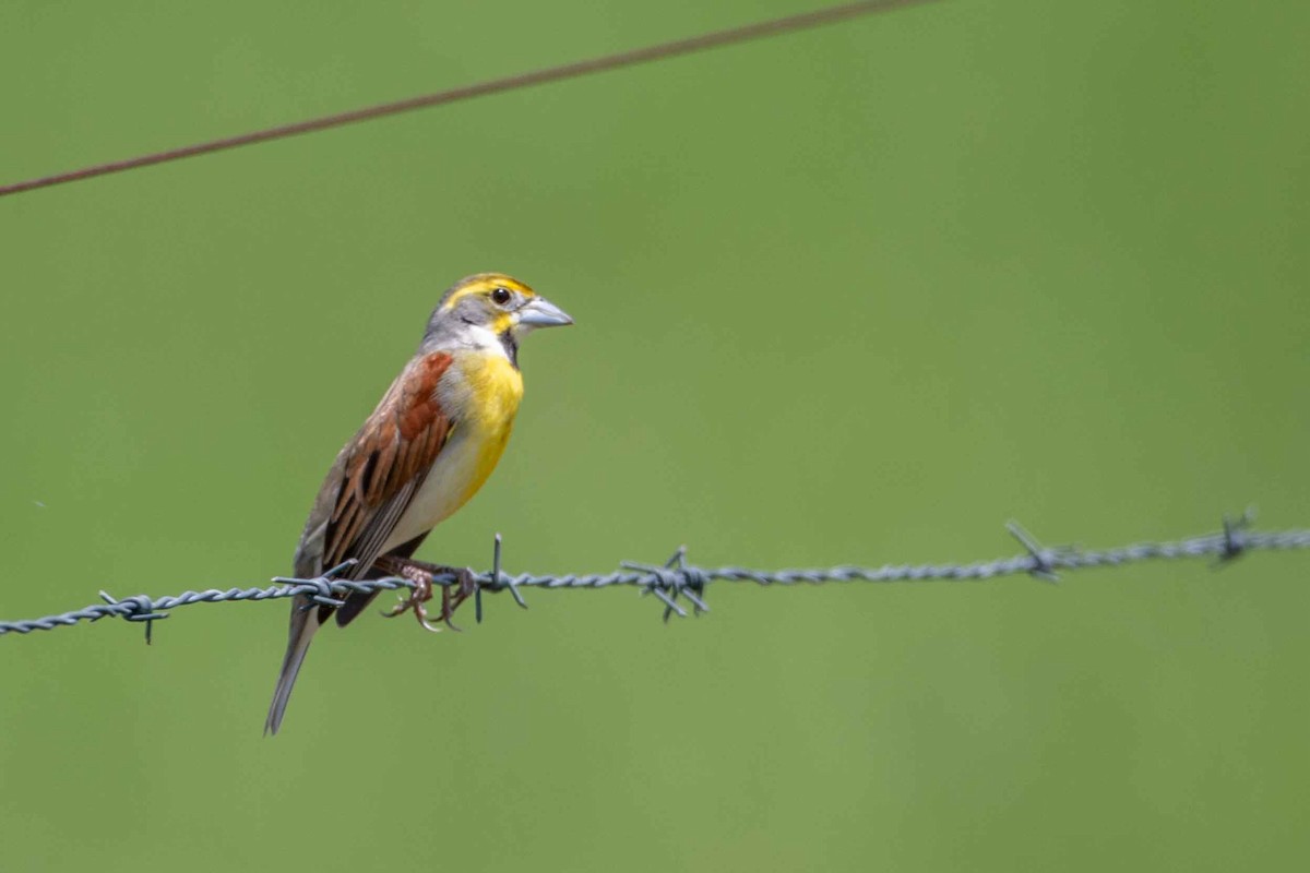 Dickcissel - ML618288879