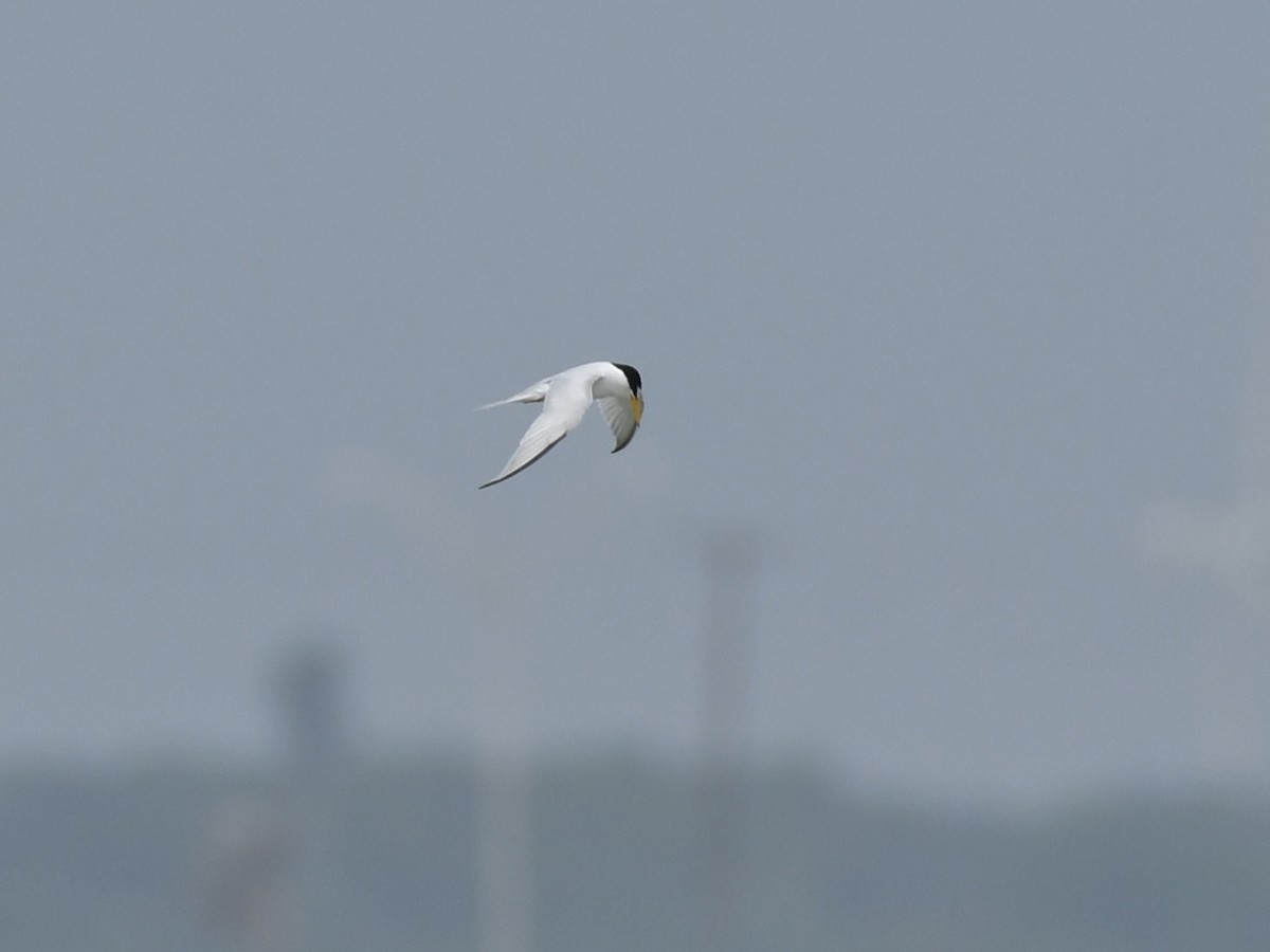 Least Tern - Kent Kleman