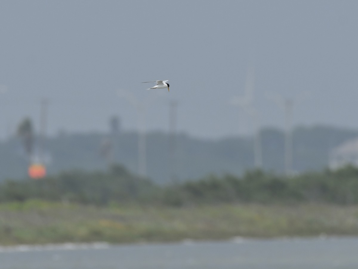 Least Tern - Kent Kleman