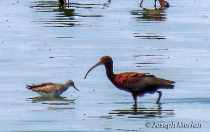 White-faced Ibis - ML618288934