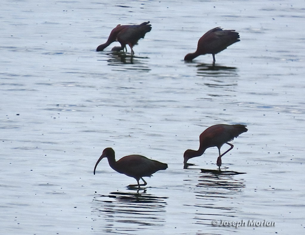 White-faced Ibis - ML618288935