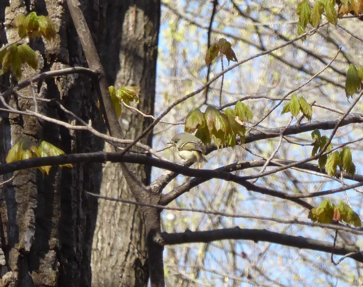 Ruby-crowned Kinglet - Anonymous