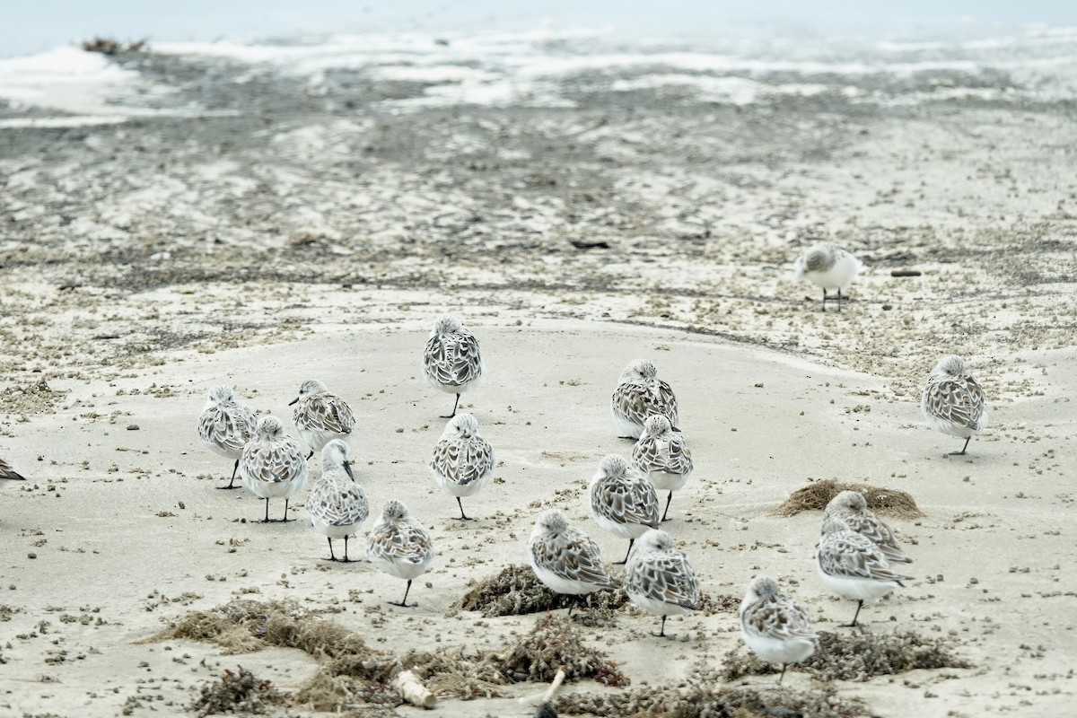 Sanderling - Bob Greenleaf