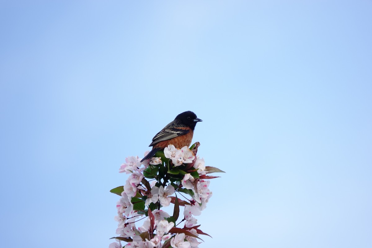 Orchard Oriole - ML618288951