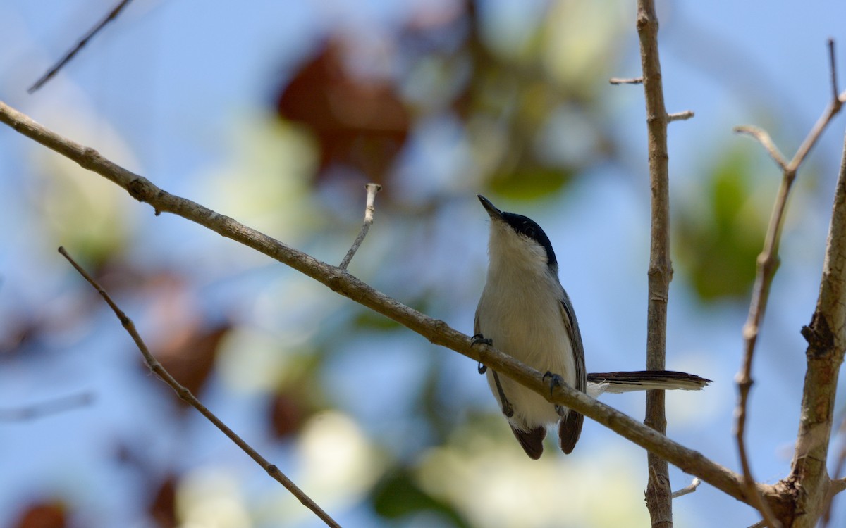 Yucatan Gnatcatcher - ML618288966