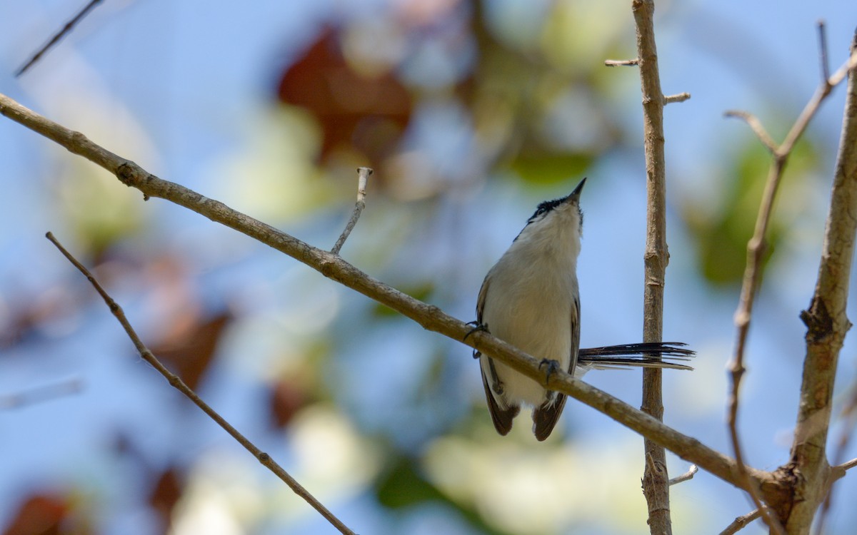 Yucatan Gnatcatcher - ML618288967