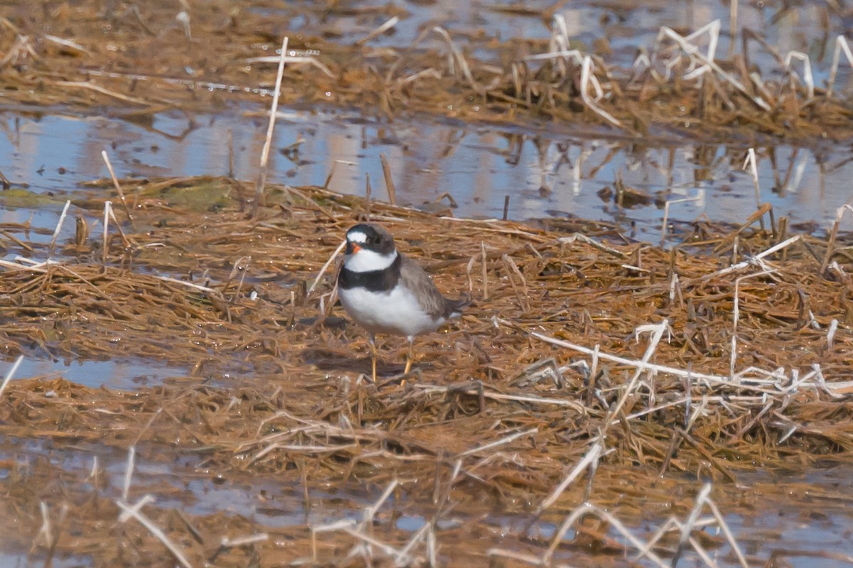 Semipalmated Sandpiper - Steve Burkholder