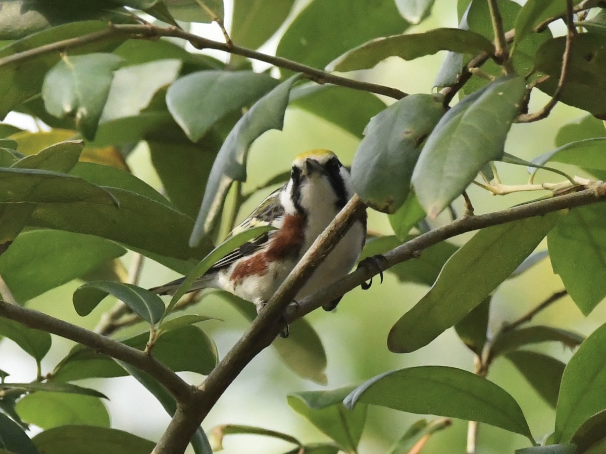 Chestnut-sided Warbler - Kent Kleman