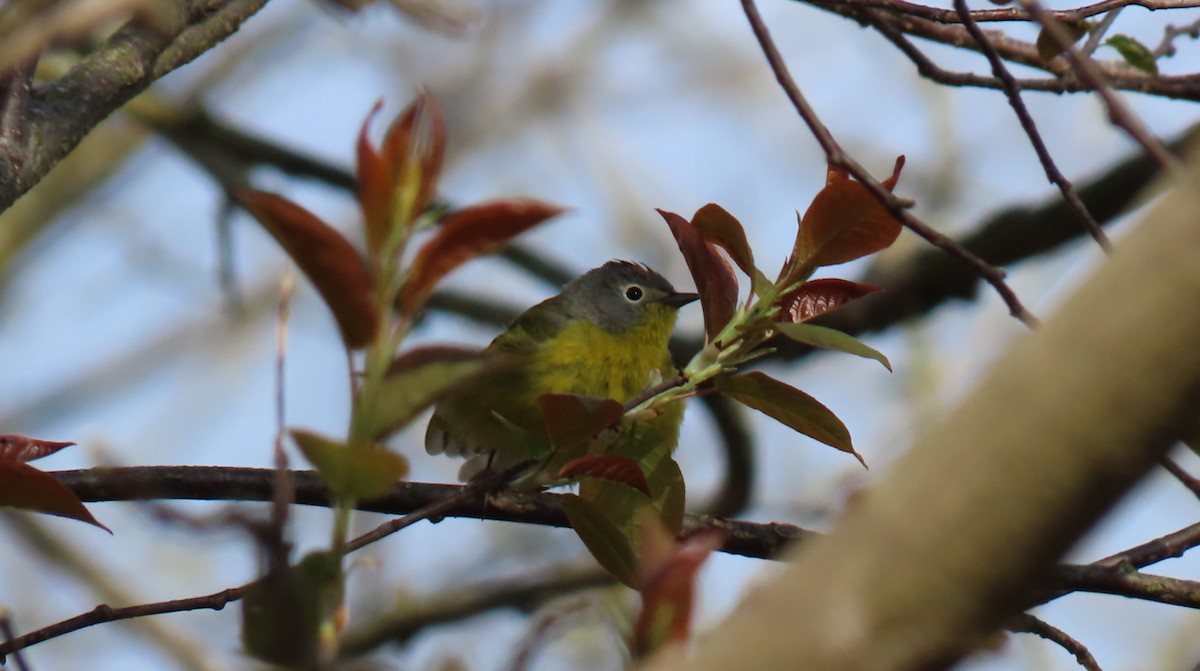 Nashville Warbler - Rohan B