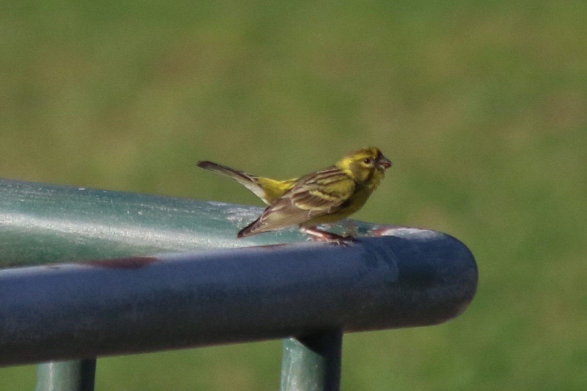 European Serin - Anelisa  Magalhães