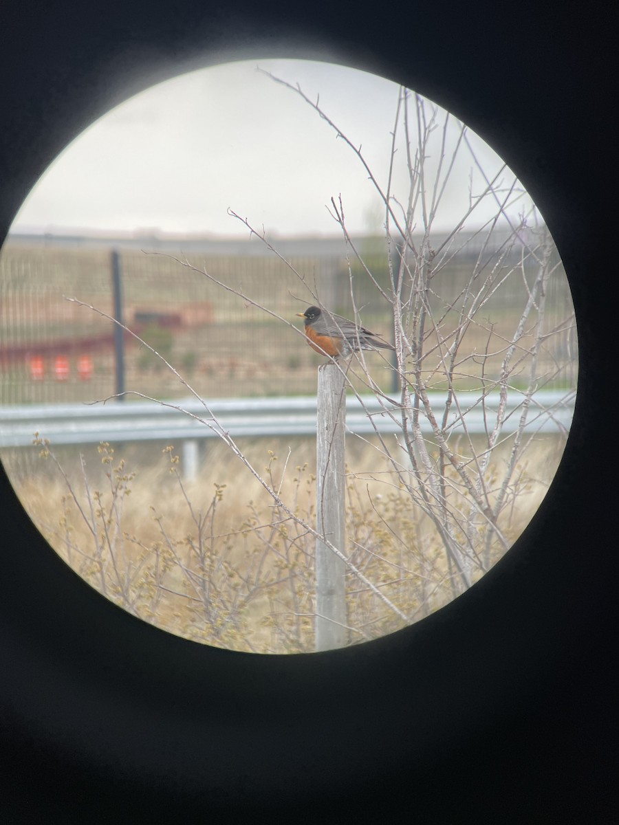 American Robin - Chris Henry