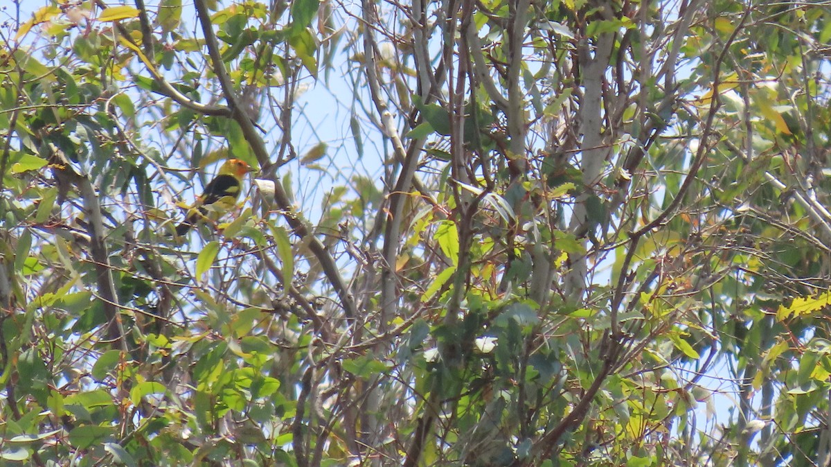 Western Tanager - Brian Nothhelfer