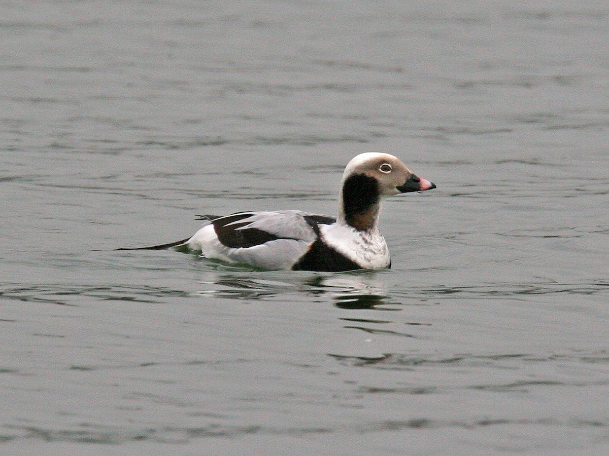 Long-tailed Duck - Stu Elsom