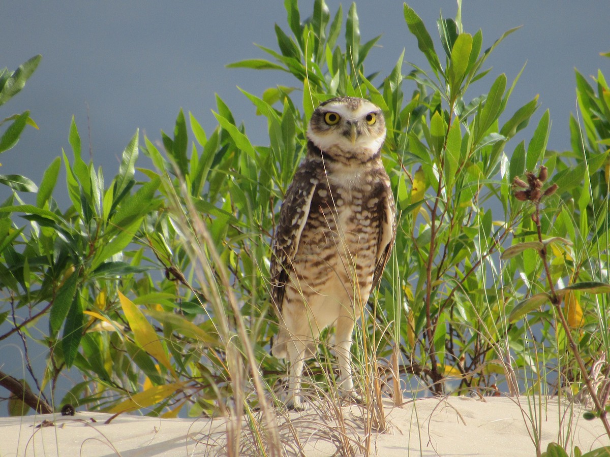 Burrowing Owl - ML618289046